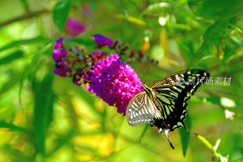 布朵/蝴蝶灌木花和燕尾蝶